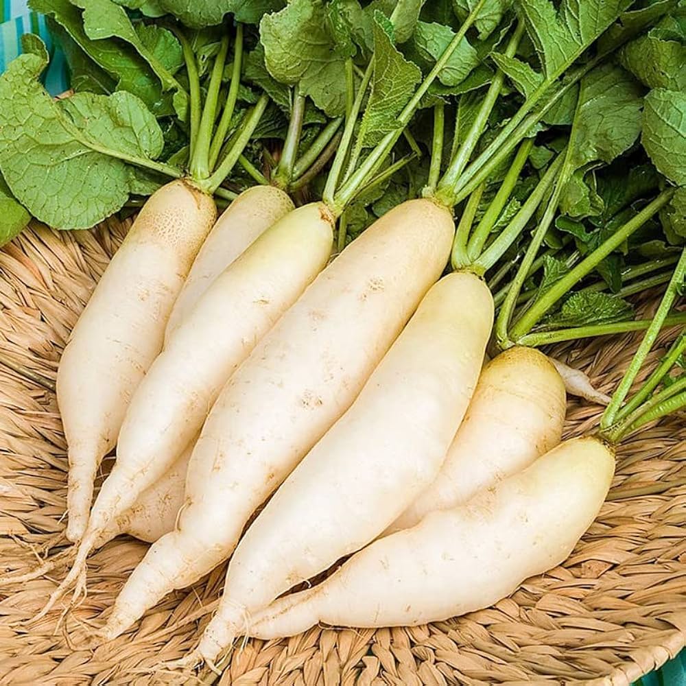 Daikon Radish Raphanus sativus vegetable seeds for planting in kitchen garden and raised beds