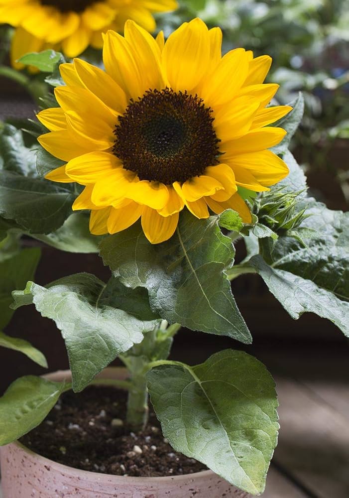 Sunflower Helianthus annuus Seeds for Planting for Flower Bed and Home Garden