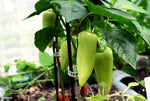 Maslin Sweet Pepper for planting