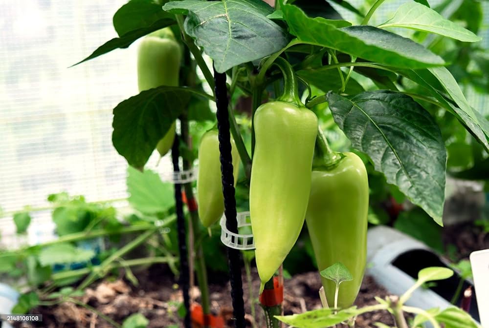 Maslin Sweet Pepper for planting