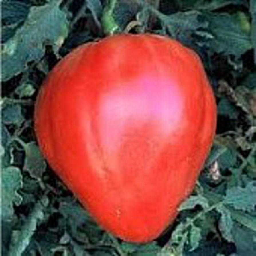 Red Heart Tomato Seeds – Delicious, Heart-Shaped Tomatoes for Fresh Eating