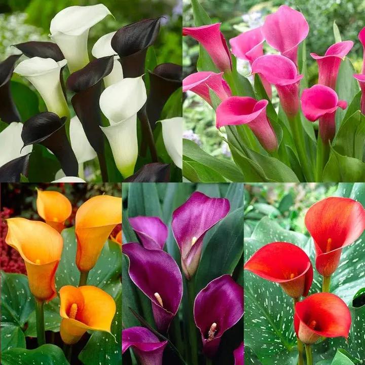 Zantedeschia aethiopica Calla Lily Mix Flower Seeds for Planting - Heirloom & NON GMO Seeds Dhara Seeds