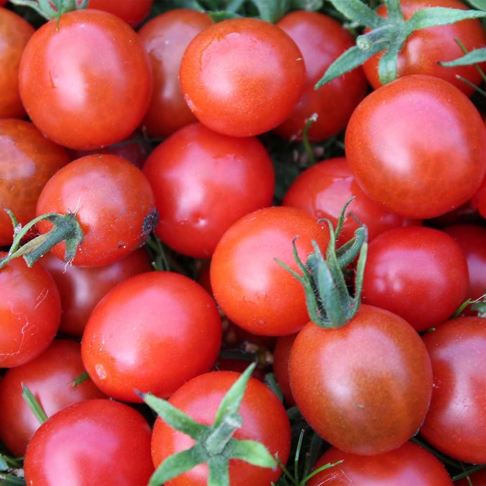 Heirloom Red Tomato (Solanum lycopersicum) seeds for home garden planting
