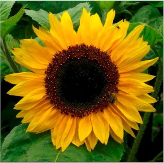 Dwarf Sunflower Helianthus annuus for planting in flower bed