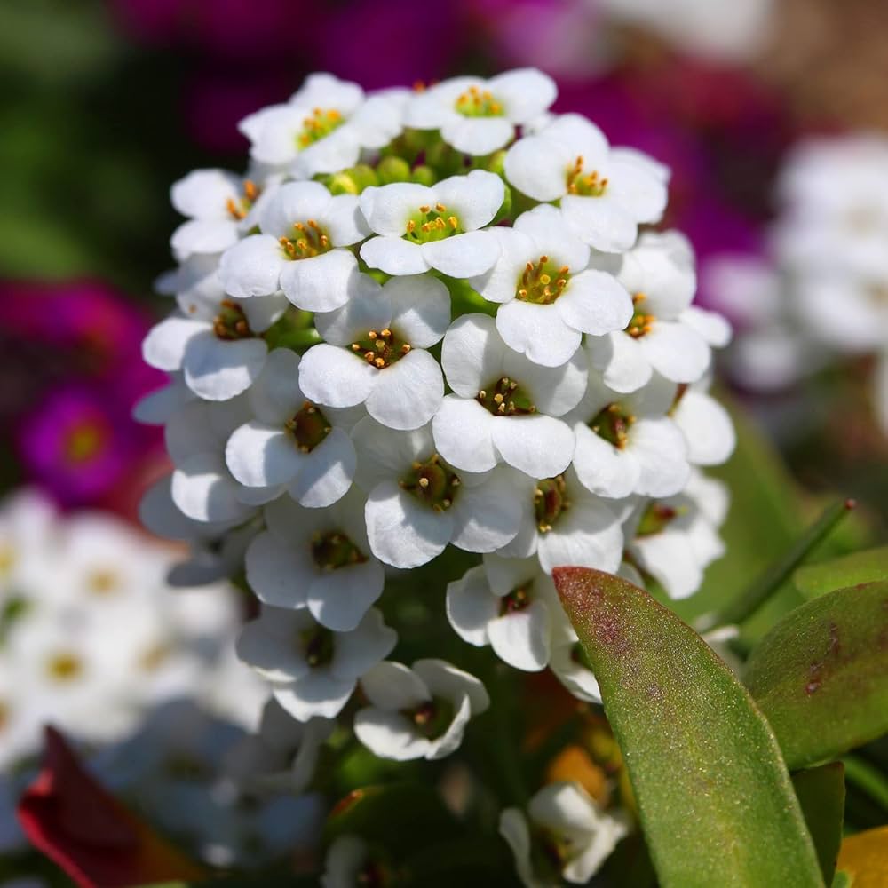 Sweet White Alyssum Lobularia maritima Flowering Seeds For Planting