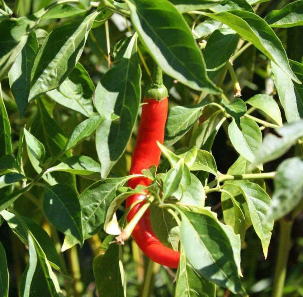 Wildcat Cayenne Pepper Seeds | Fiery Long Red Cayenne Peppers – Heirloom, Non-GMO, High Germination Organic Garden Seeds