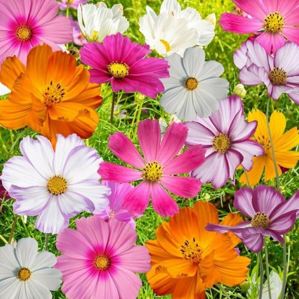 Cosmos Bipinnatus pink flower seeds