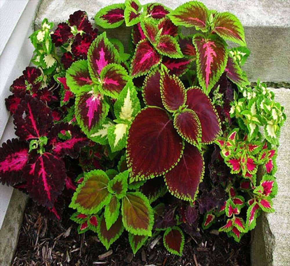Coleus Coleus scutellarioides foliage plant seeds for vertical gardens