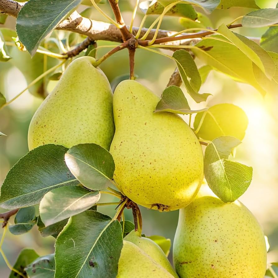 Bartlett Pear Tree Pyrus communis for planting in orchard garden