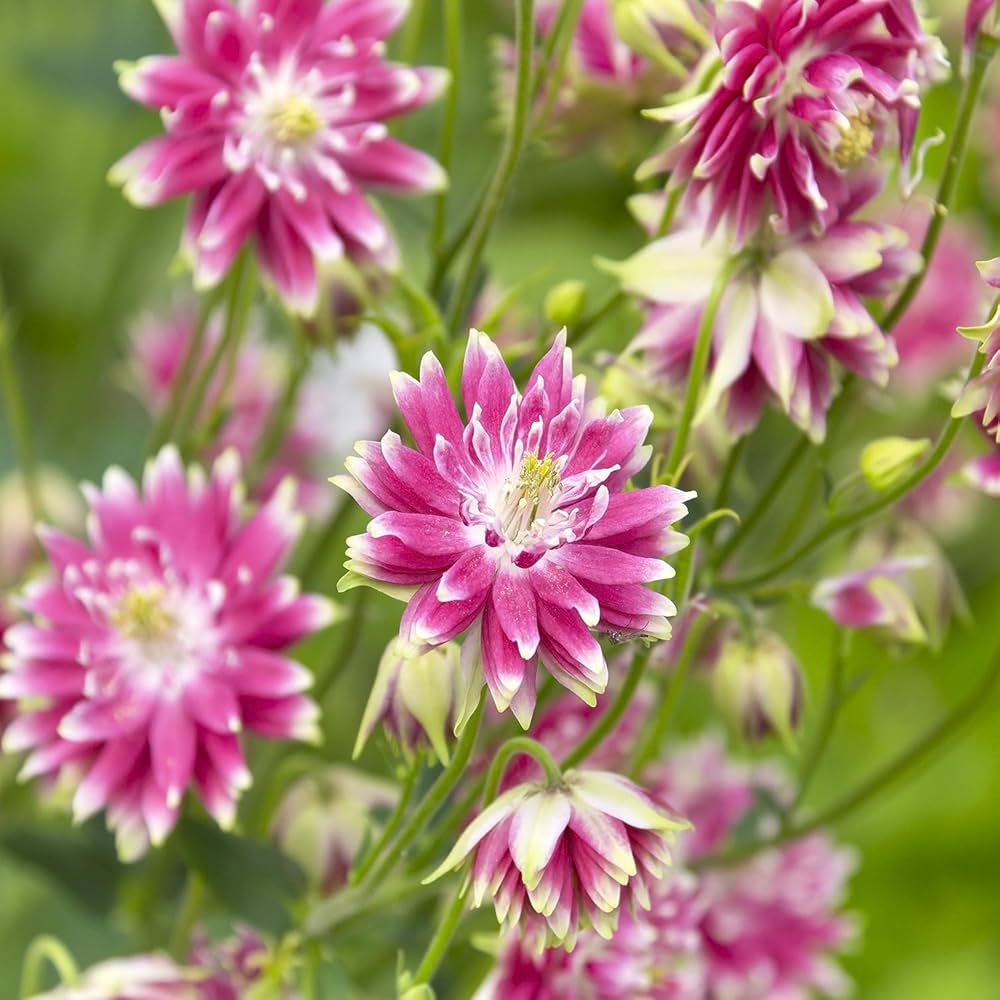 Columbine Barlow Bordeaux (Aquilegia spp.) seeds for garden planting