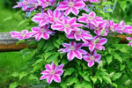 Perennial Vine Climbing Flower Seeds for Planting - NON GMO Seeds Dhara Seeds