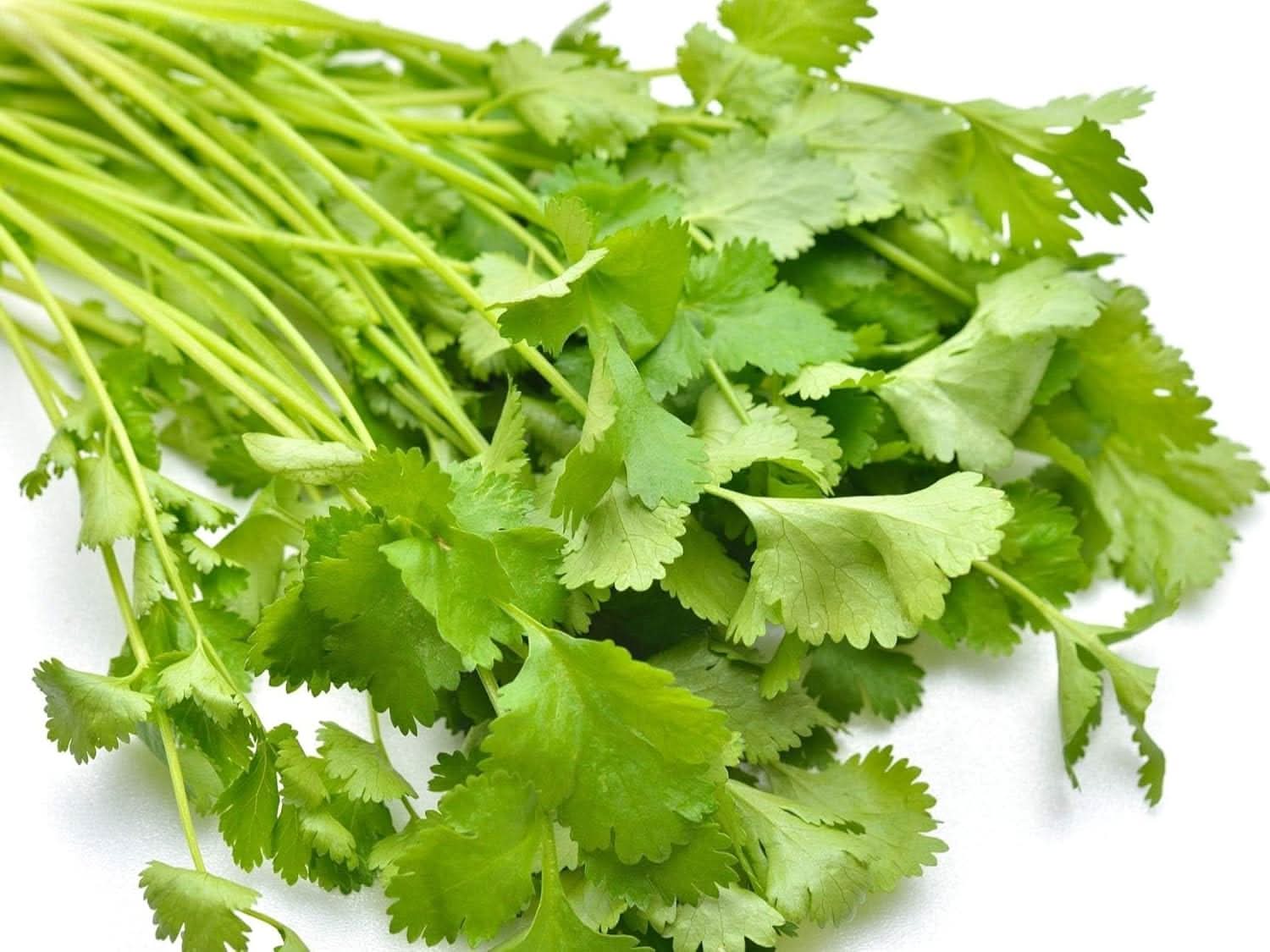 Cilantro Seeds for Indoor and Outdoor Herb Gardens Scientific Name Placeholder for planting in home garden