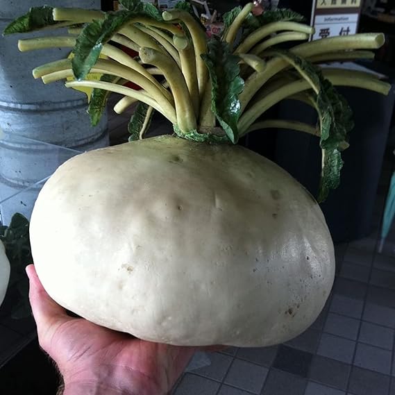Radish Raphanus Sativus Sakurajima Mammoth Vegetable Seeds for Planting – Giant Root Variety for Backyard Gardening