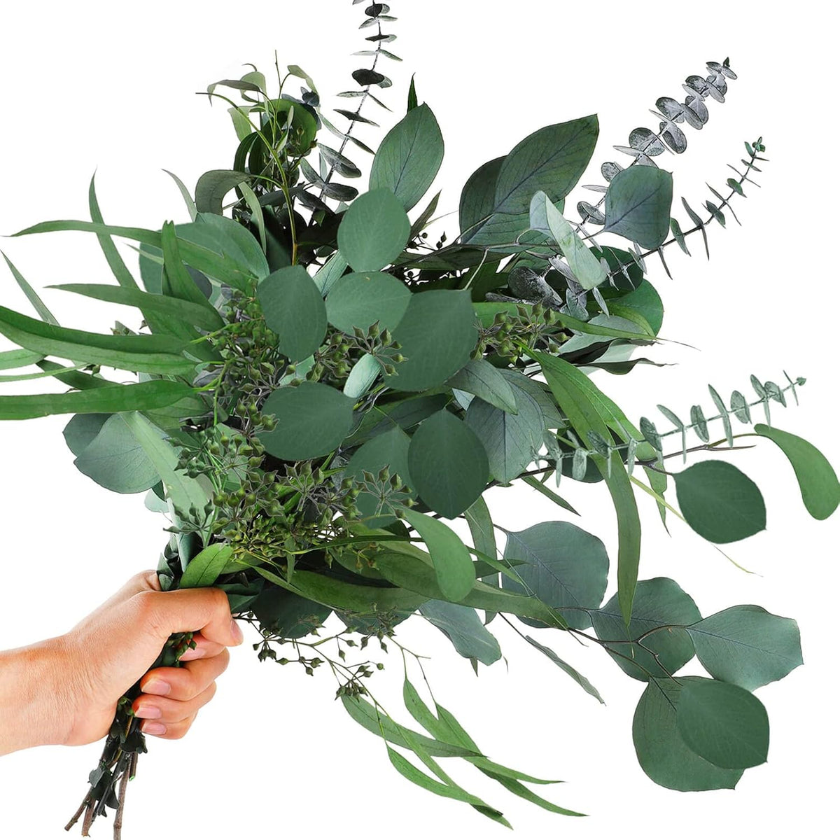 Mixed Eucalyptus Plant Seeds for Planting-Heirloom & Non-GMO Seeds for planting seeds for planting in home garden