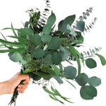 Mixed Eucalyptus Plant Seeds for Planting-Heirloom & Non-GMO Seeds for planting seeds for planting in home garden