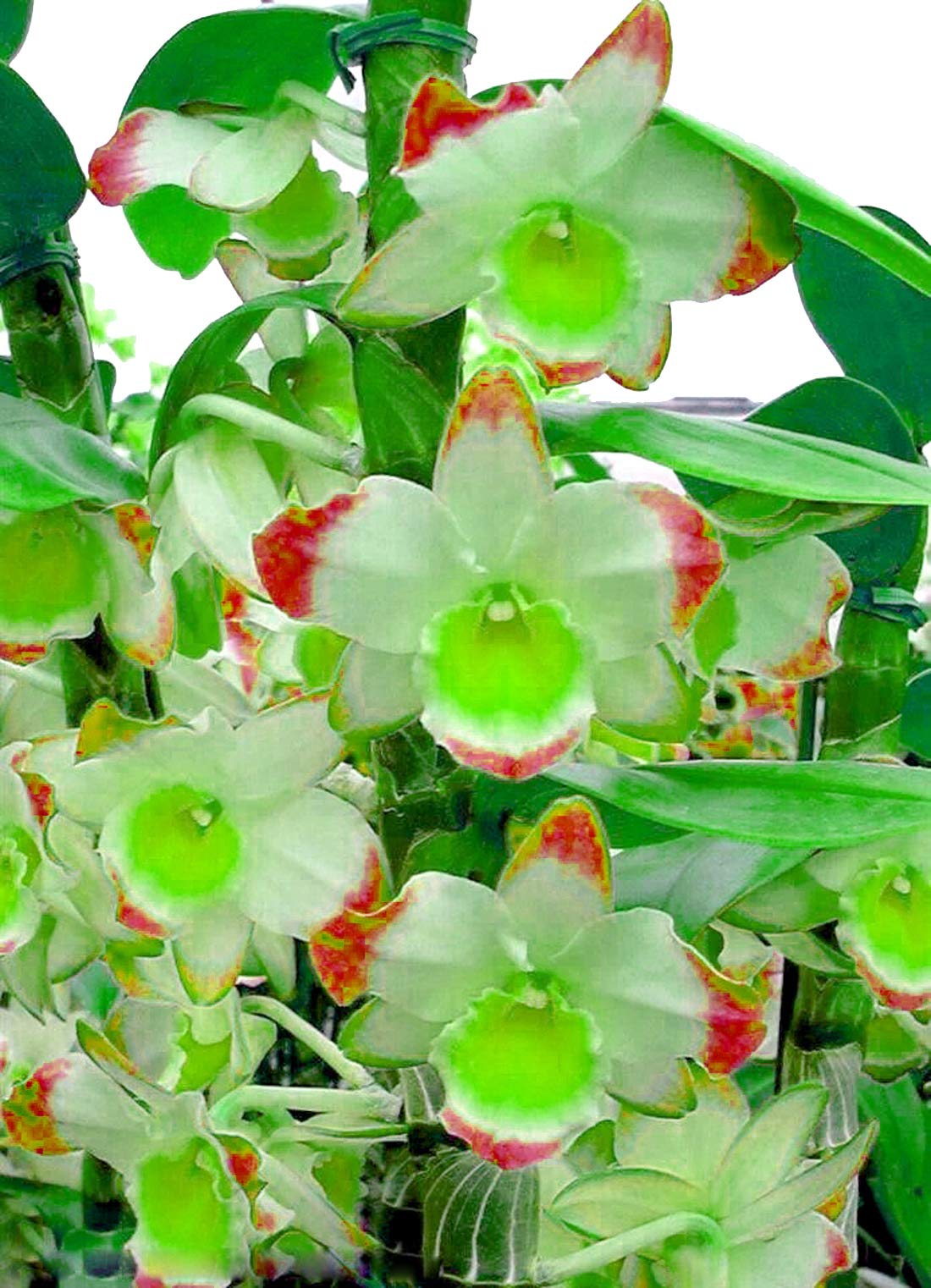 Dendrobium Green Red Orchid Seeds for Planting – Organic, Heirloom, Non-GMO seeds for planting in home garden