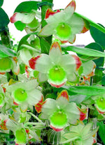 Dendrobium Green Red Orchid Seeds for Planting – Organic, Heirloom, Non-GMO seeds for planting in home garden