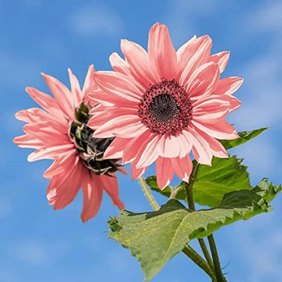 Baby Pink Sunflower Seeds for Planting – Rare, Beautiful Blooms for Your Garden for planting in home garden