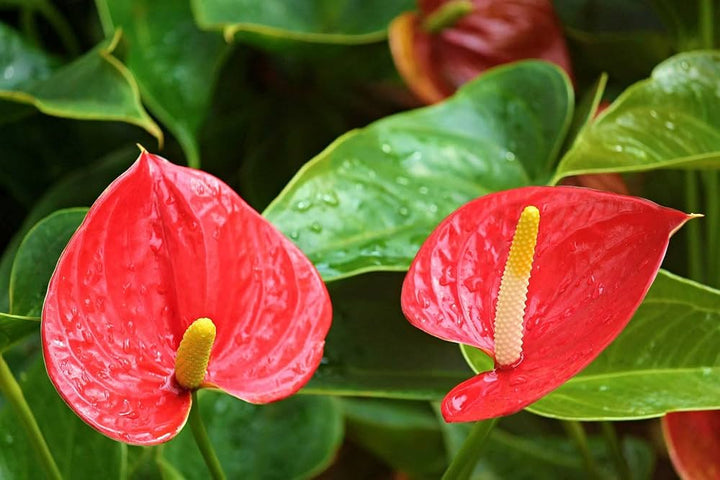 Heirloom Mixed Anthurium Andraeanum Flower Seeds – Non‑GMO Ornamental Seeds