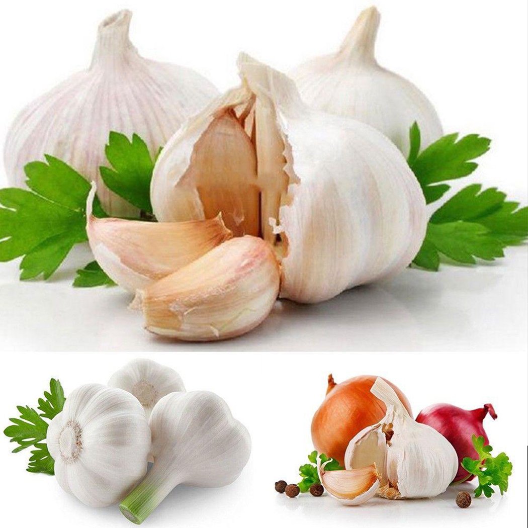 Garlic Vegetable Allium sativum Seeds for Planting for Vegetable Patch and Urban Garden