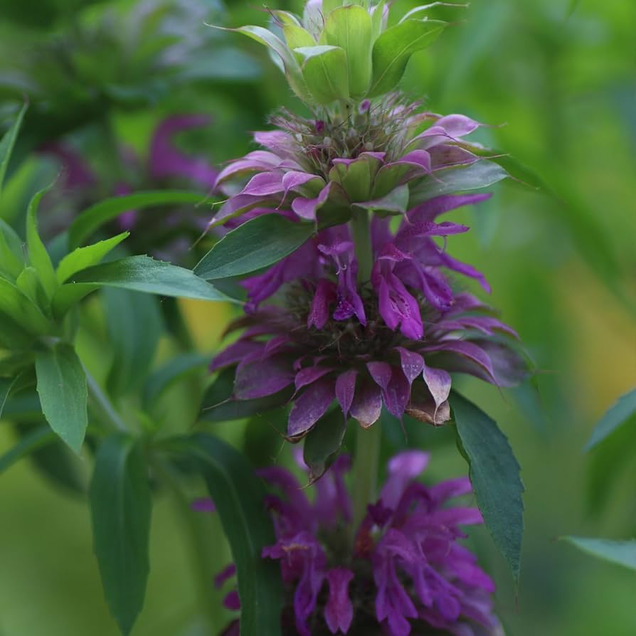 Lemon Mint Monarda Citriodora seeds for planting in pollinator garden