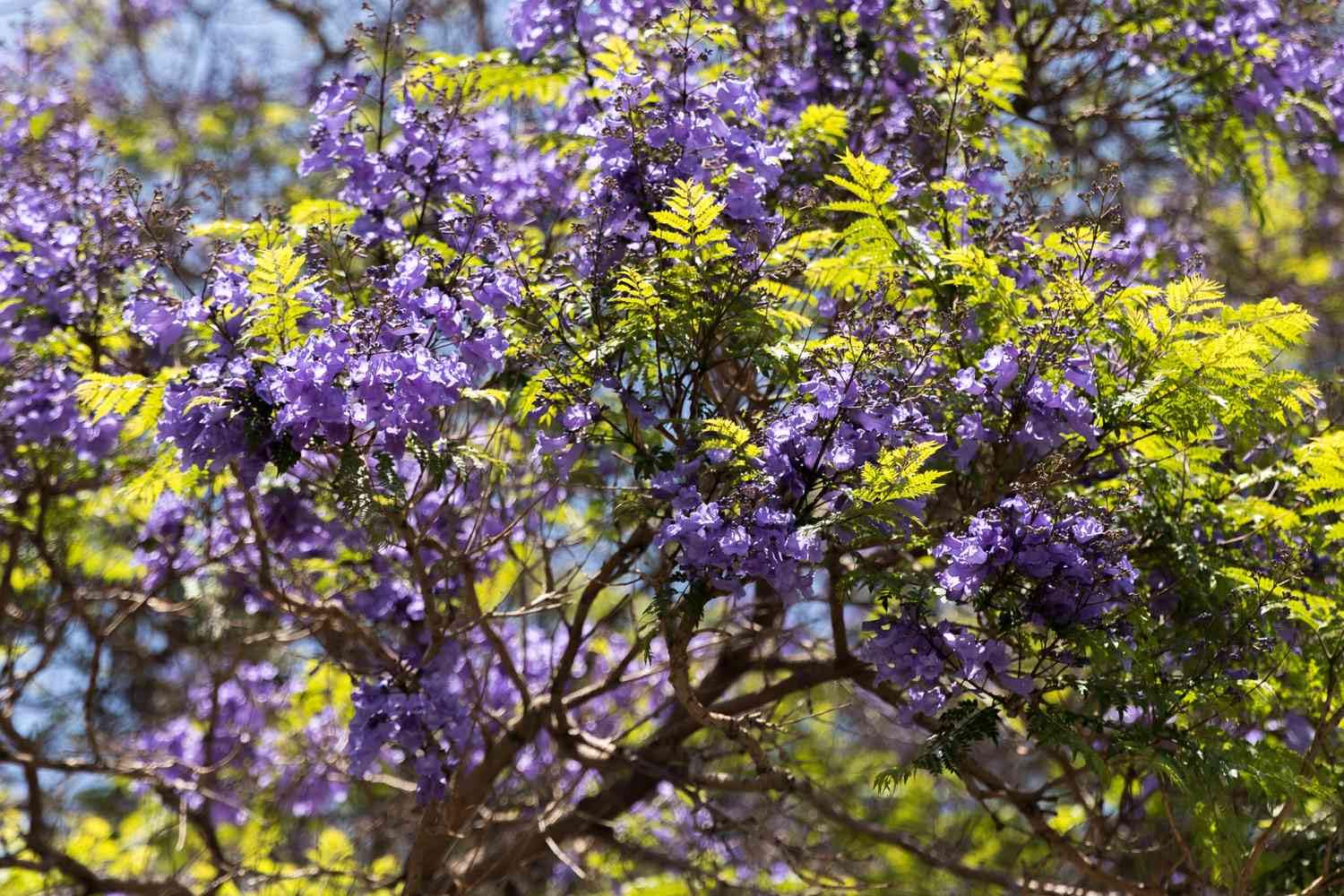 Green Jacaranda Tree