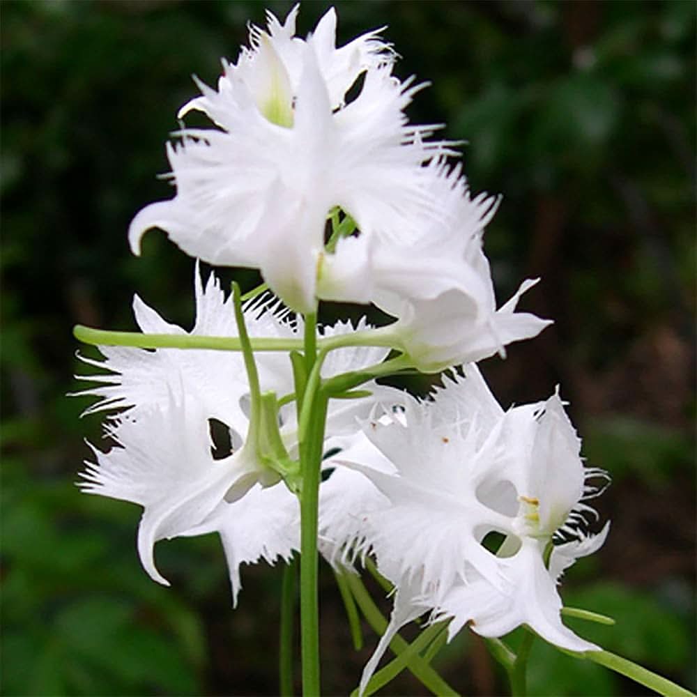 Japanese Radiata White Heron Orchid Seeds, Rare White, Flowering Seeds For Planting