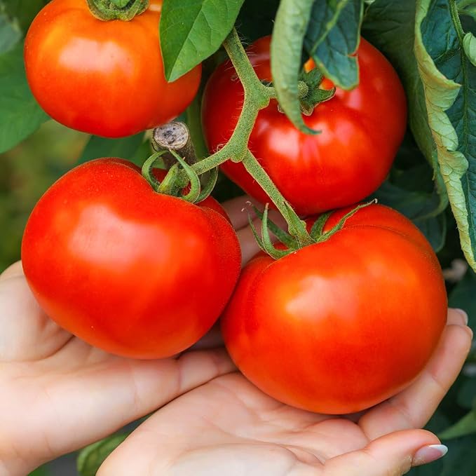 Trust F Hybrid Tomato Seeds for Planting Solanum lycopersicum Home Garden