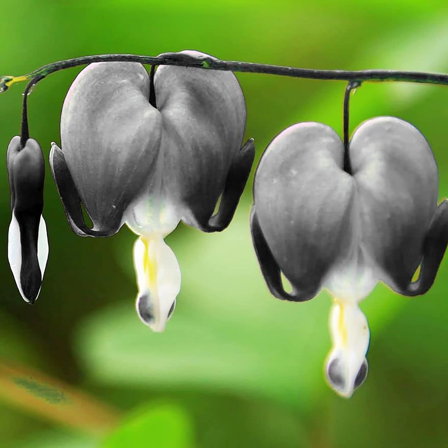 Black Bleeding Heart Seeds