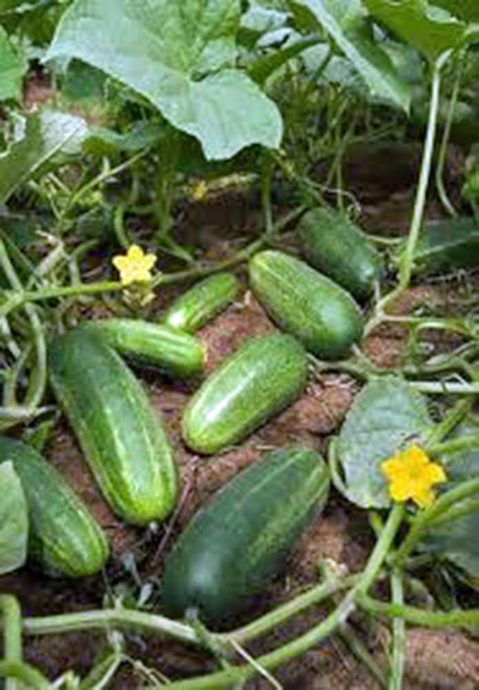 Cucumber Seeds (Organic Heirloom Seeds) Tasty for Salads/Snacks