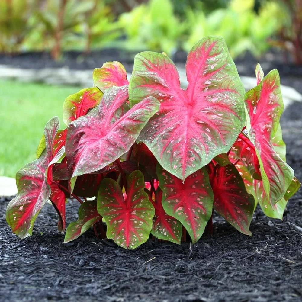 Caladium seeds (Caladium bicolor) for planting decorative foliage in home garden