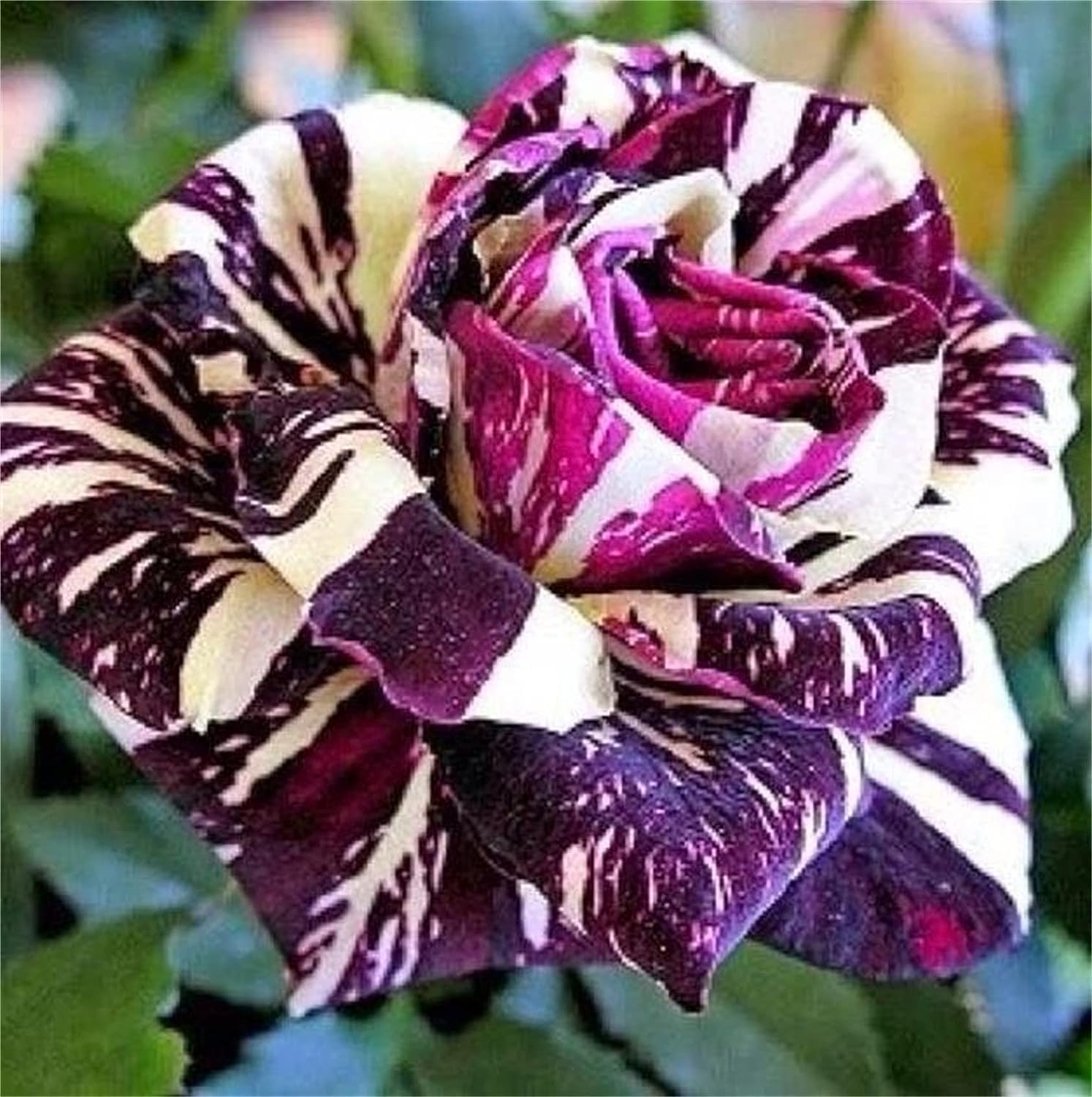 Rose Rosa Hybrida Lila Dragon Flower Seeds for Planting – Suitable for Decorative Home Garden and Pots