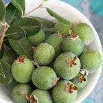 Pineapple Guava Feijoa sellowiana for planting in edible garden