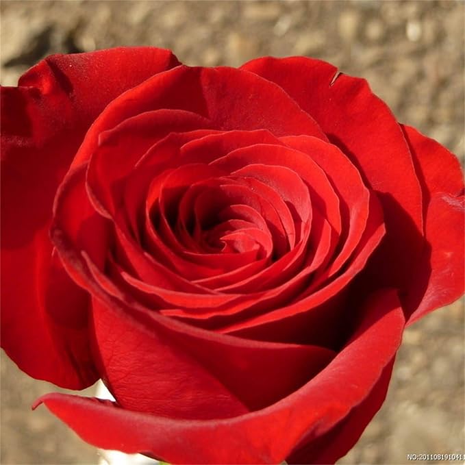 Rose Rosa Hybrida Red Flower Seeds for Planting