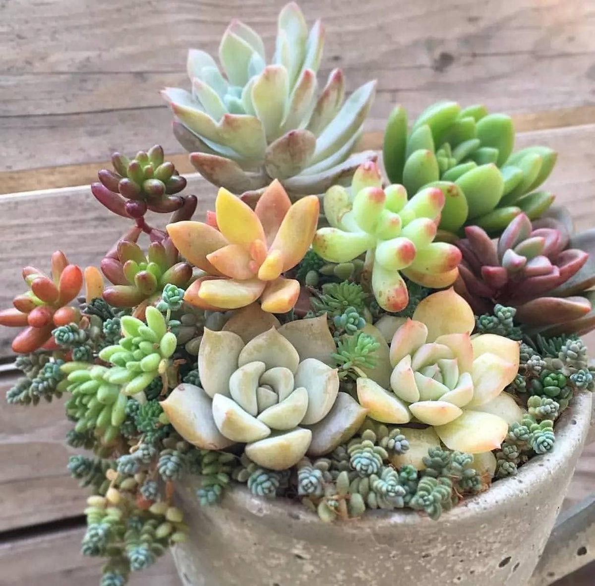 Yellow Red Heirloom Echeveria Plant Seeds, Non-GMO Rosette Succulents for Decorative Garden Planting for planting in your garden.
