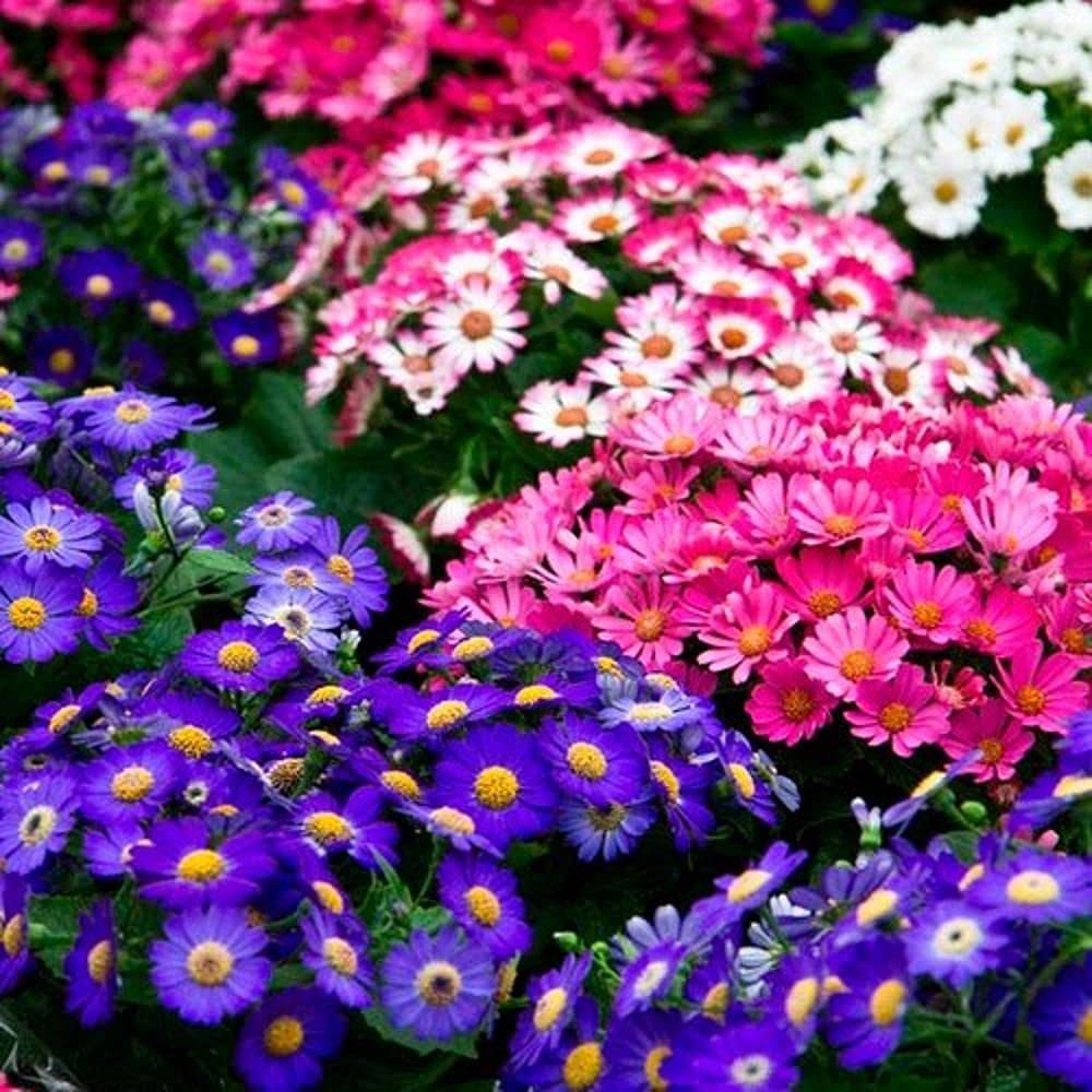 Cineraria Florist Mix Seeds Cineraria spp. Pink Violet Red Blooms for Cut Flower Gardens