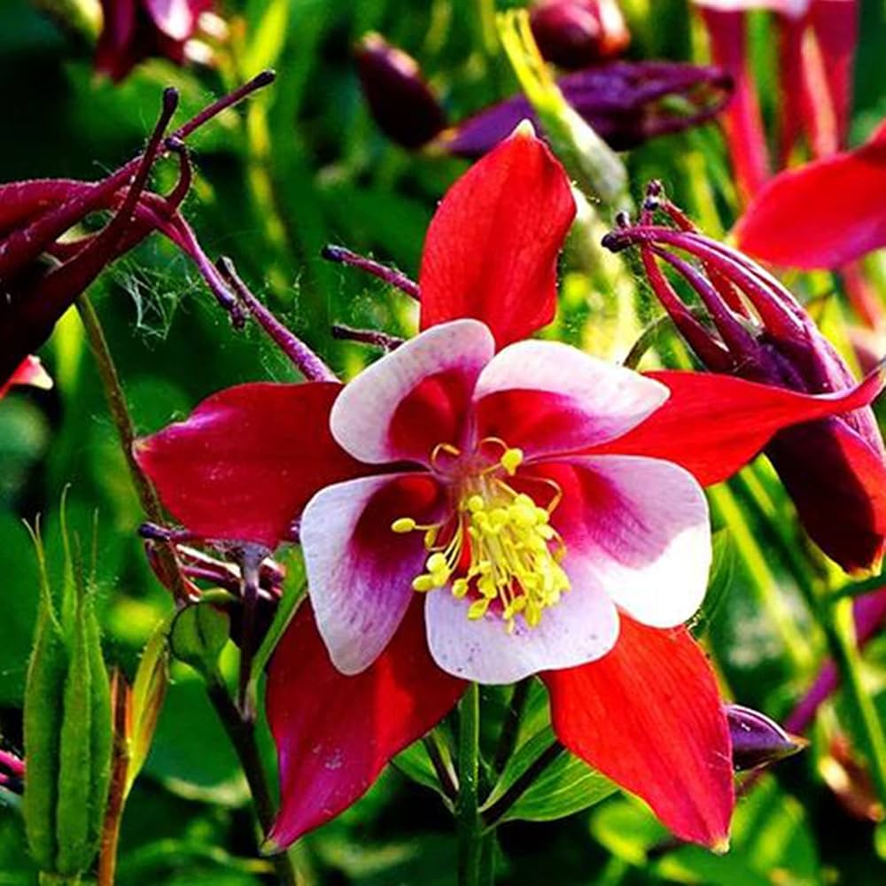 Columbine Aquilegia Vulgaris Red Kalvarienberg Flower Seeds for Planting – Ideal for Cottage Gardens and Pollinator Beds