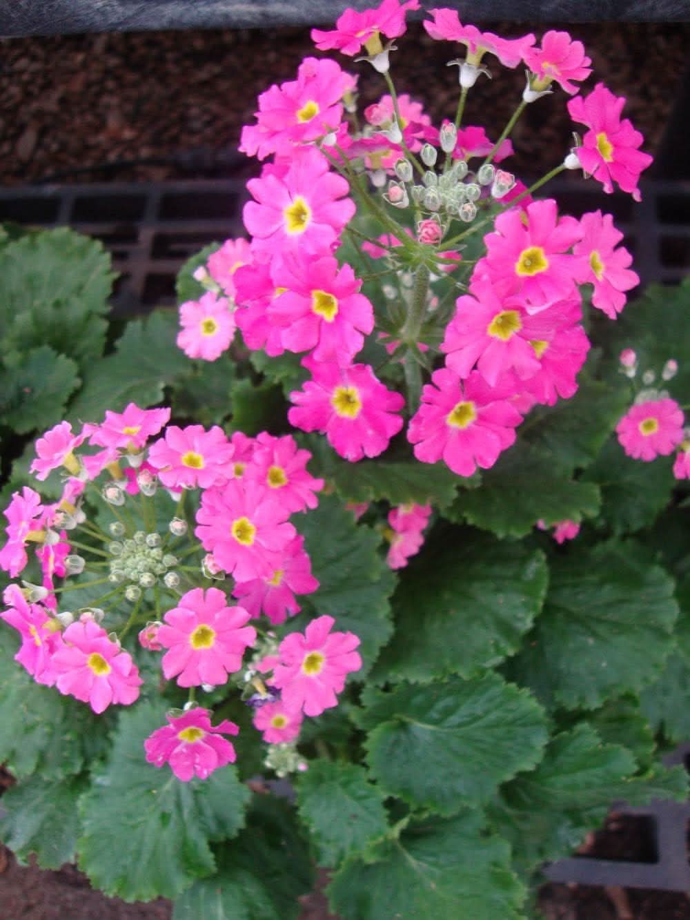 Primula Malacoides Seeds – Heirloom Colorful Annual Blooms – Dharaseeds