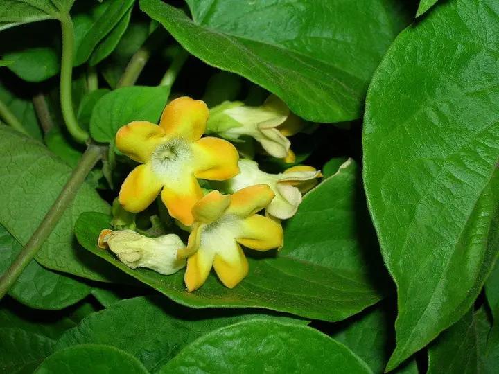 edible-fragrant-pakalana-vine-telosma-cordata-seeds

