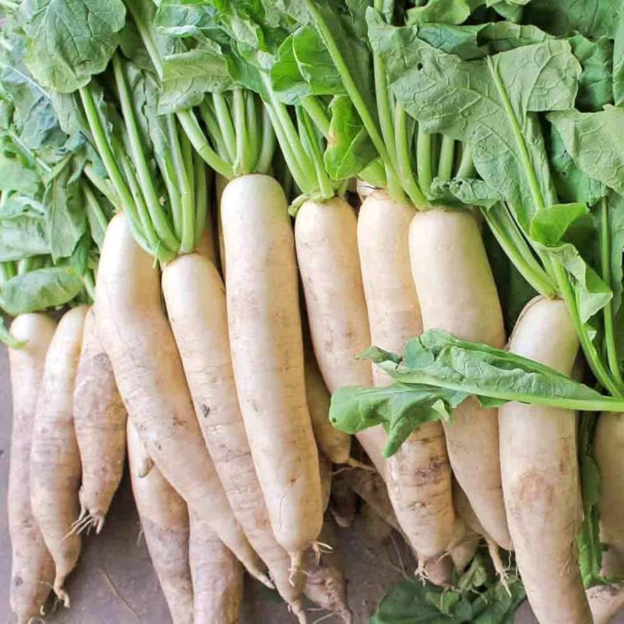Japanese Daikon Radish Raphanus Sativus Vegetable Seeds for Planting in Kitchen Garden and Raised Beds
