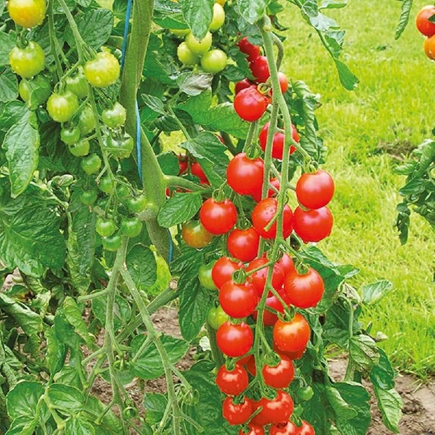 Heirloom Sweetie Tomato Red Cherry - Seeds for Sweet, Red Cherry Tomatoes with High Yields