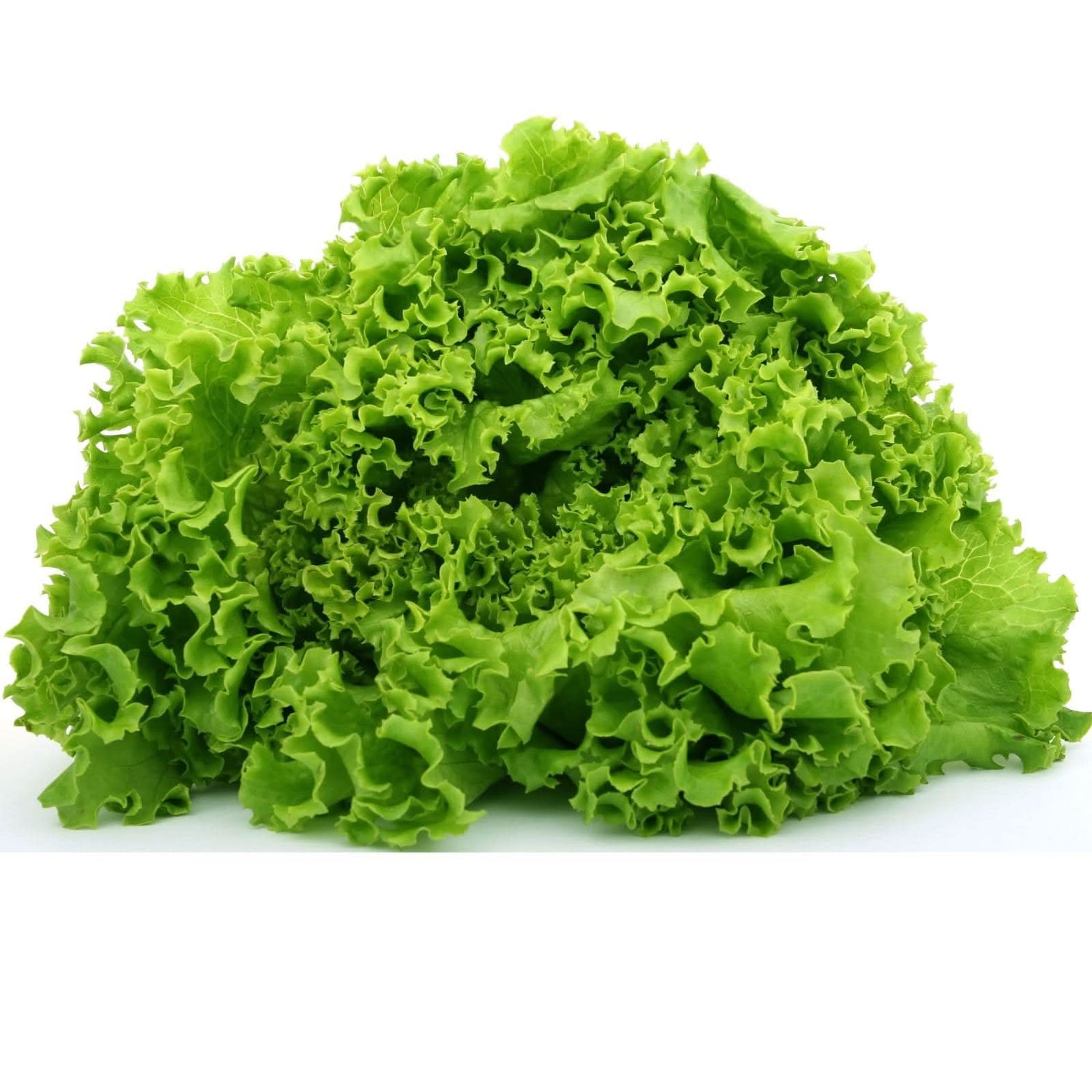 Thrown Lettuce Leaf Lettuce Plant Seeds