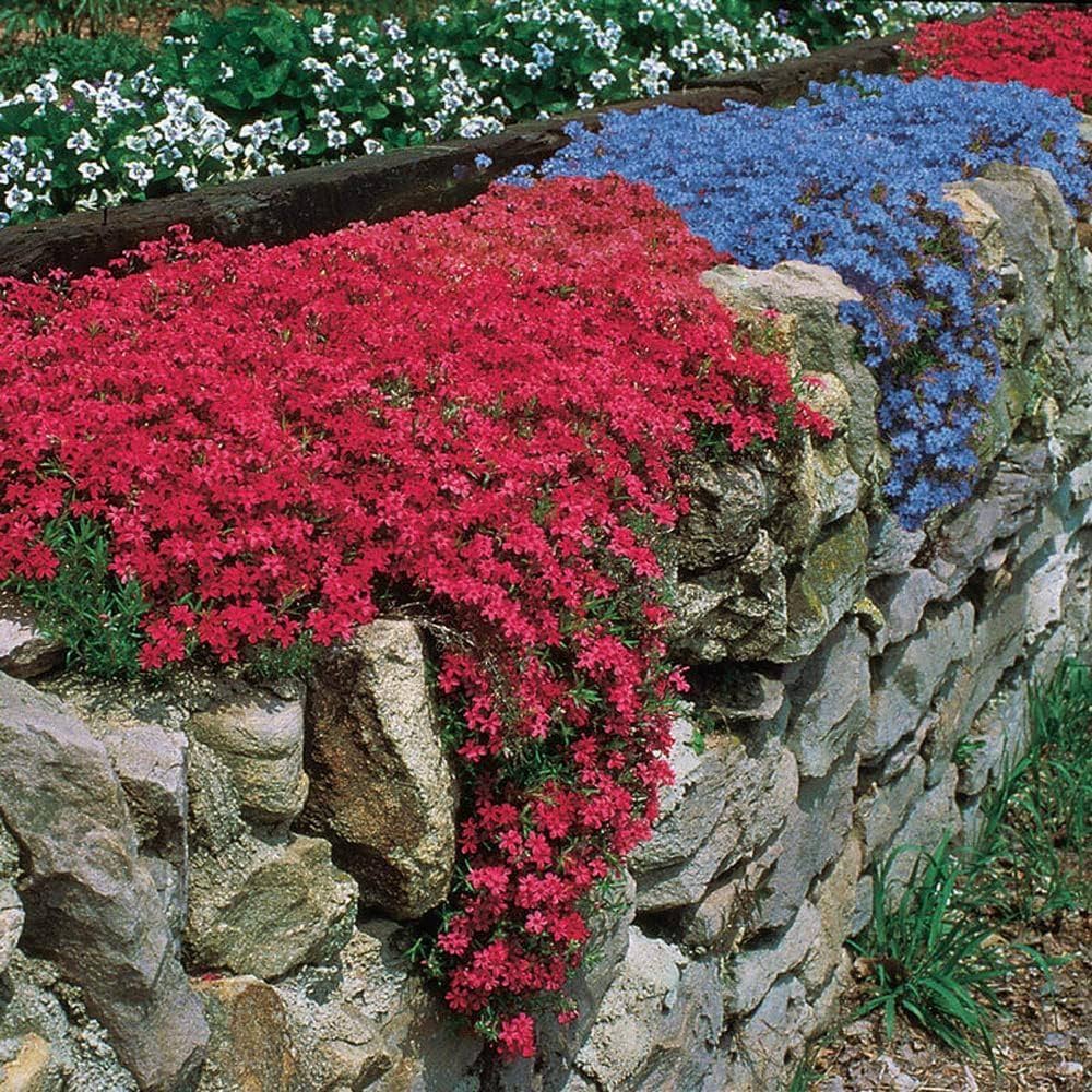 Aubrieta Cascade Red Seeds – Groundcover Garden Blooms – Dharaseeds