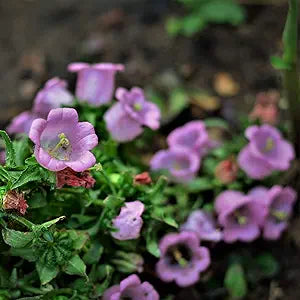 Bellflower Campanula medium Flower Seeds for Planting in home garden or backyard landscaping