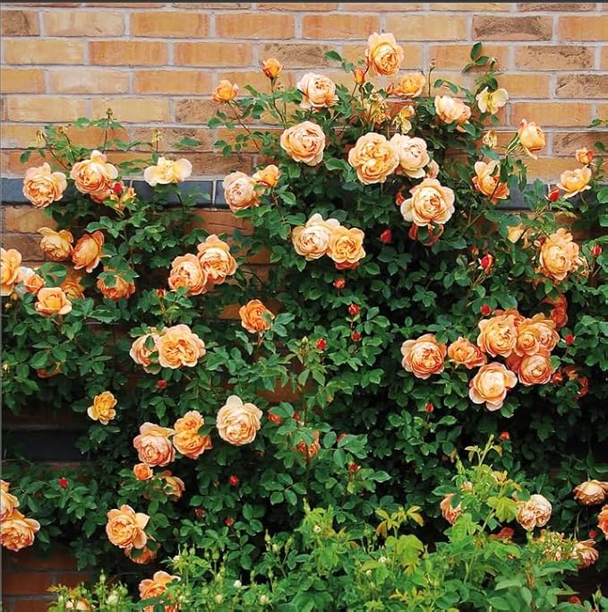 Exotic Miniature Bonsai Rose Rosas Seeds for Planting for Home Garden