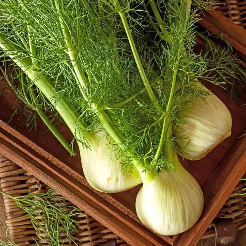 Florence Fennel Foeniculum vulgare seeds for planting in backyard and kitchen garden