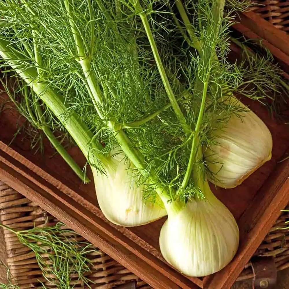 Fennel Seeds for Planting - heirloom & Non-GMO Seeds