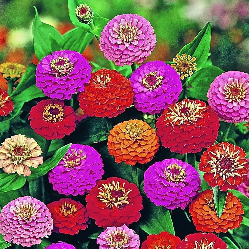 Cactus Zinnia Seeds for Planting Zinnia elegans for Flower Border and Backyard Garden