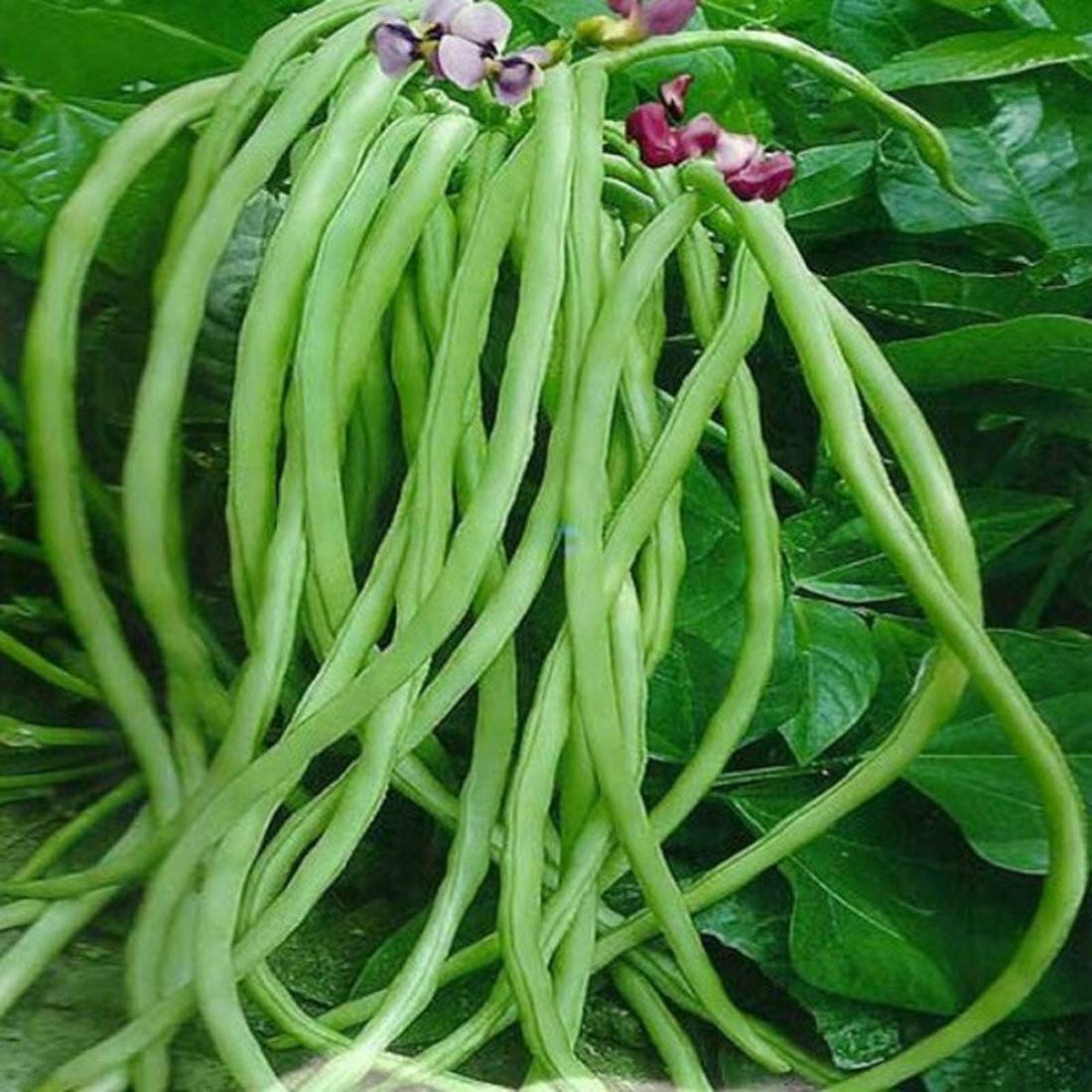 Vigna Seeds for Home Garden