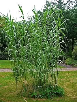 Cane Reed Plant Seeds for Cultivation and Planting - Heirloom and GMO Free Seeds for your Home Garden